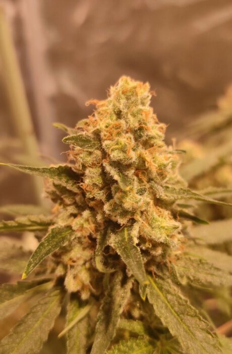 Big Bud