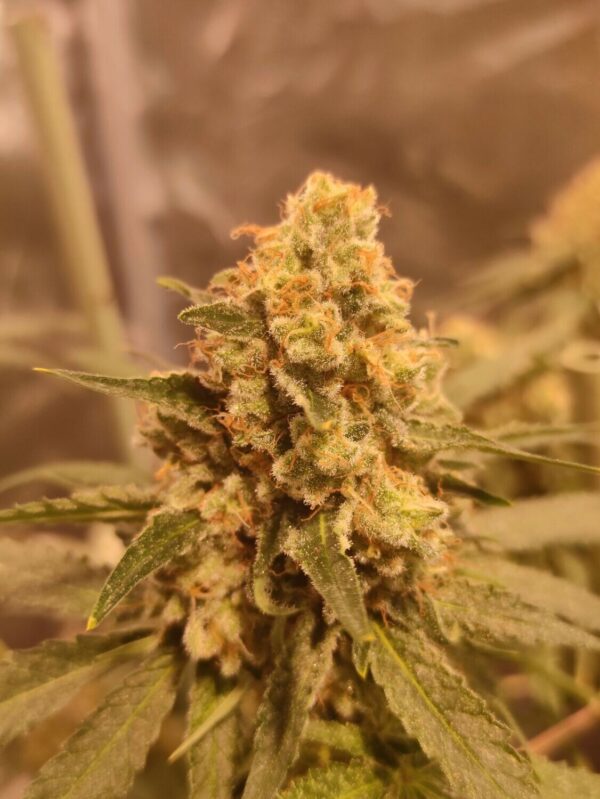 Big Bud