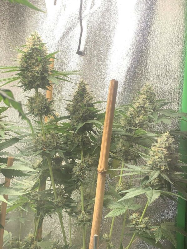 Big Bud – Image 2
