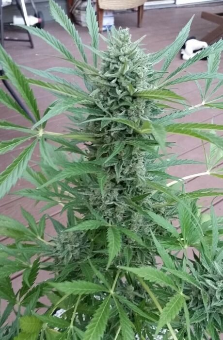 Caramel XL Auto