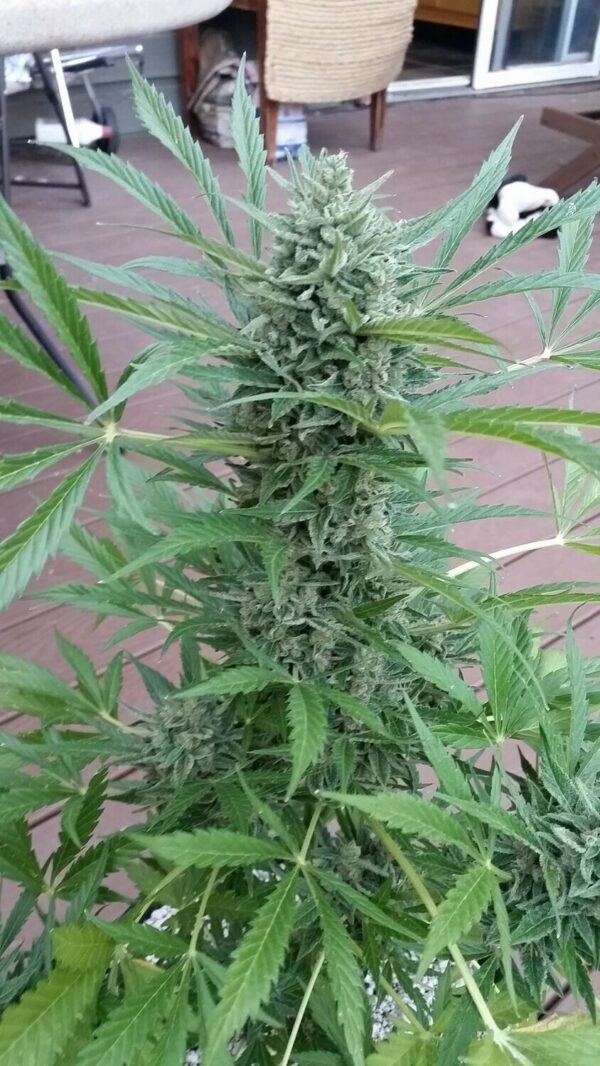 Caramel XL Auto