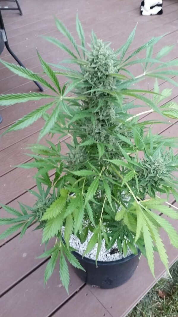 Caramel XL Auto – Image 2