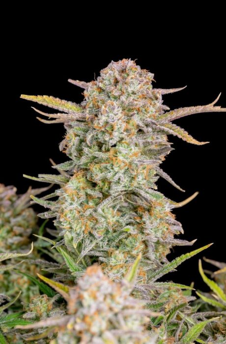 Critical