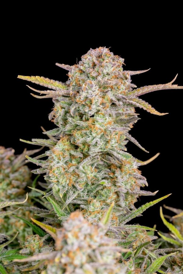 Critical