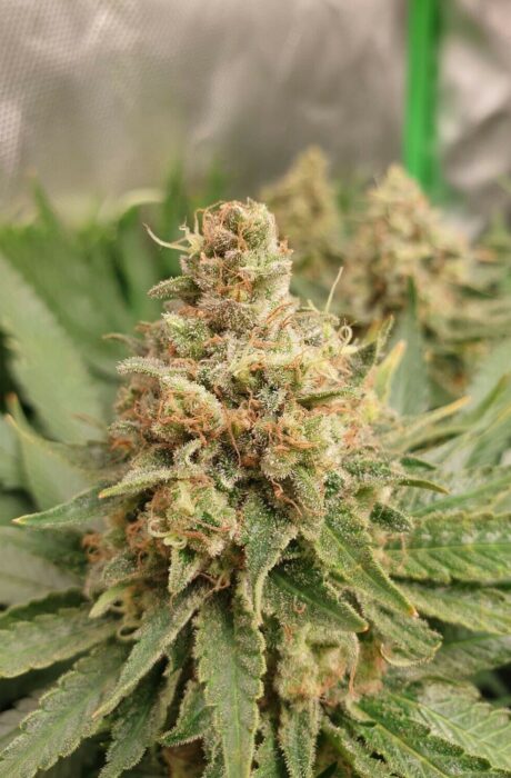 Critical Kush