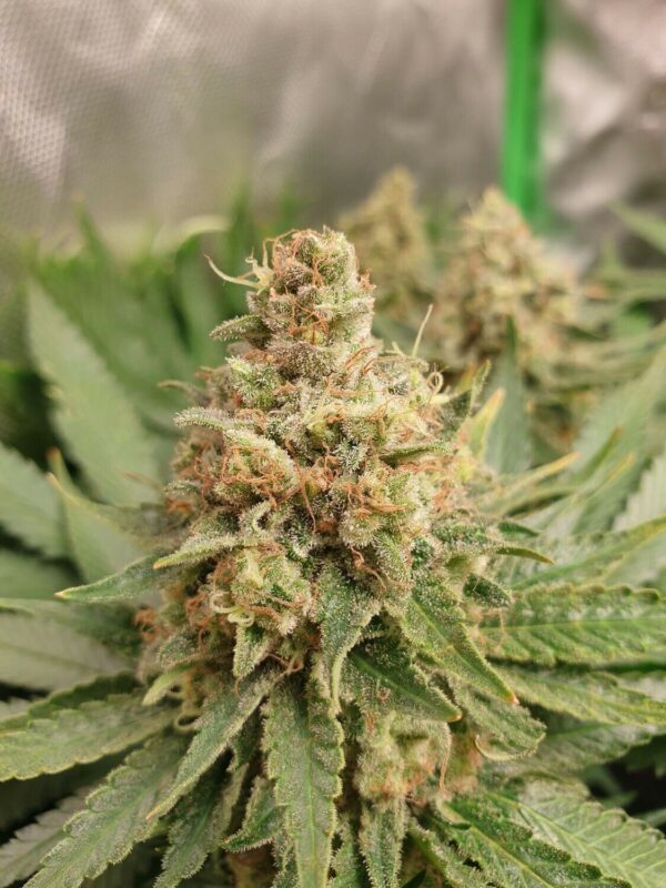 Critical Kush