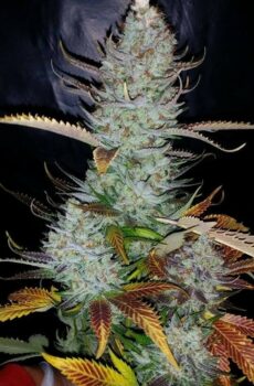 caliseeds