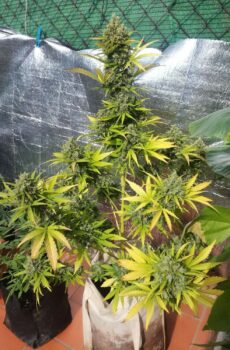 nakali-mandarina auto top qualité