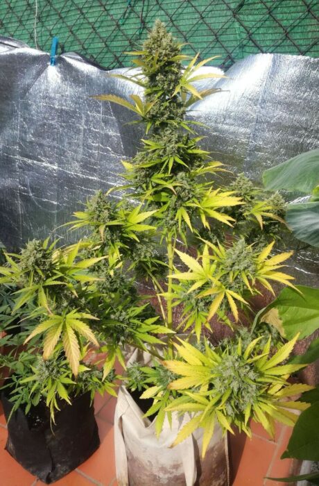 nakali-mandarina auto top qualité