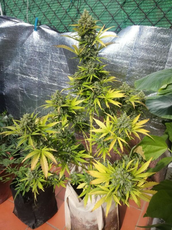 nakali-mandarina auto top qualité