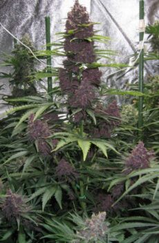nakali-purpul auto, top qualité