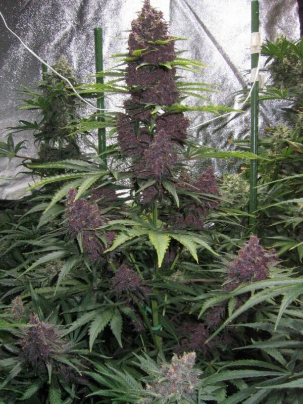 nakali-purpul auto, top qualité