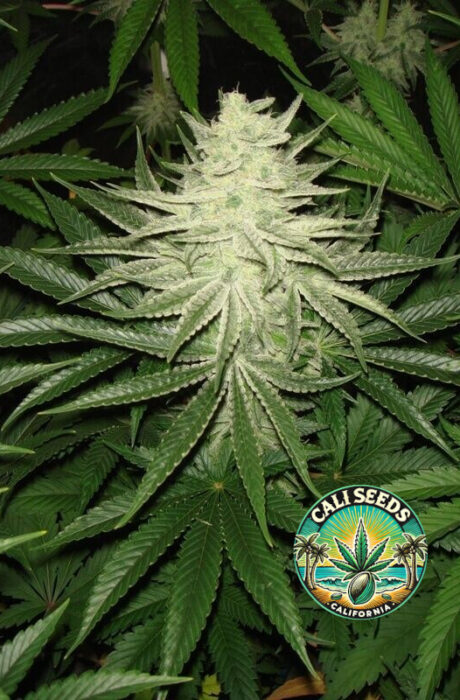 White Widow