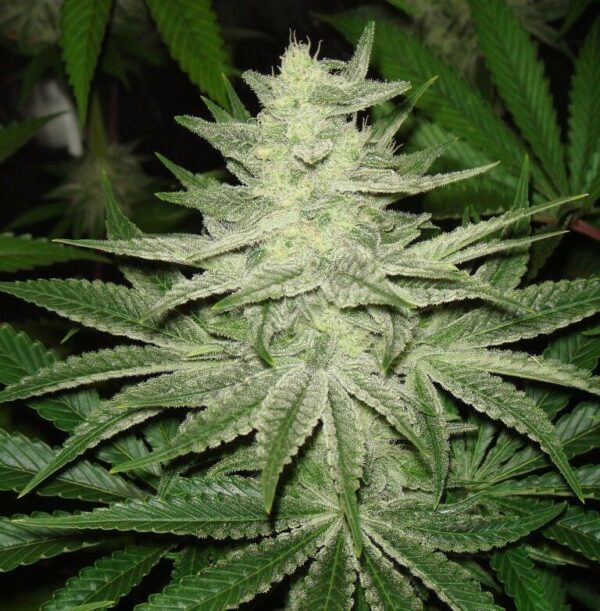 White Widow – Image 2
